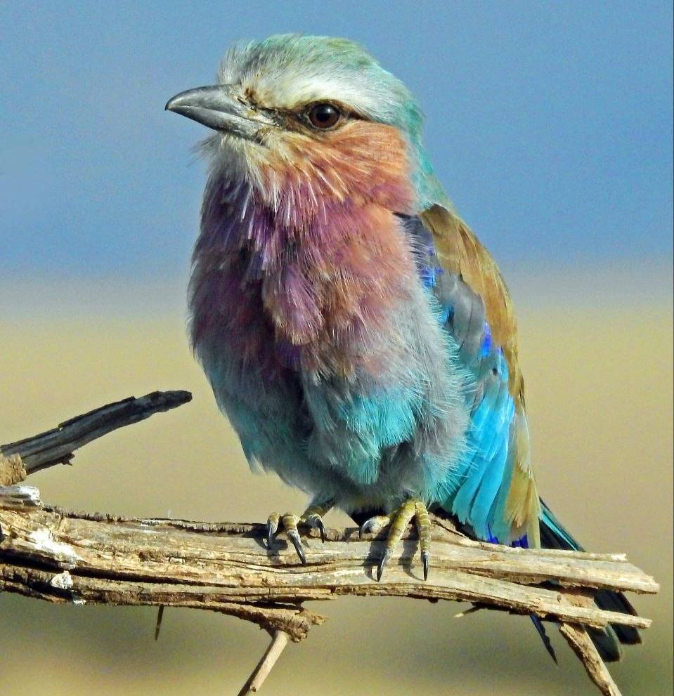 Aves - alimentación y accesorios