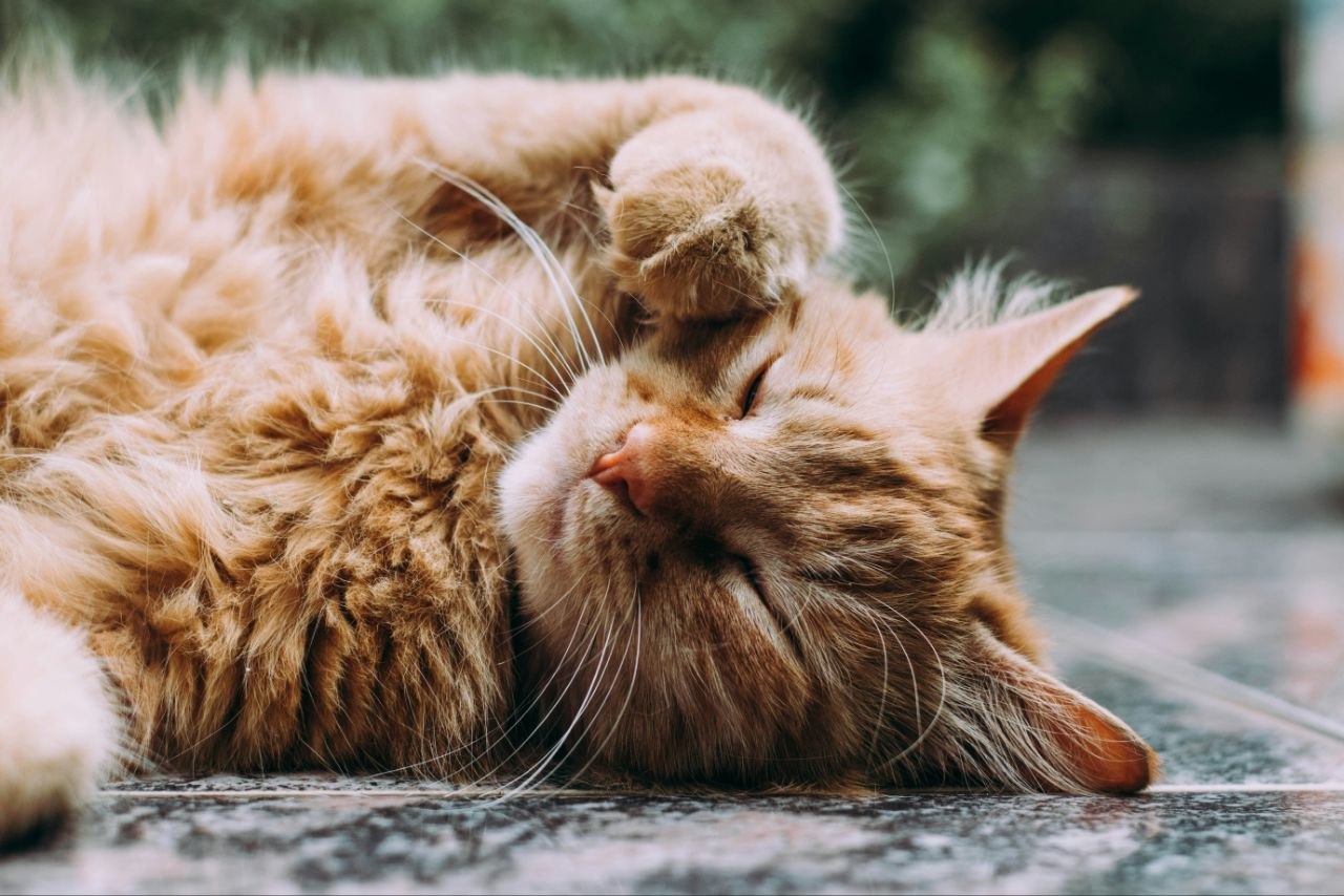 Gatos - alimentación y accesorios