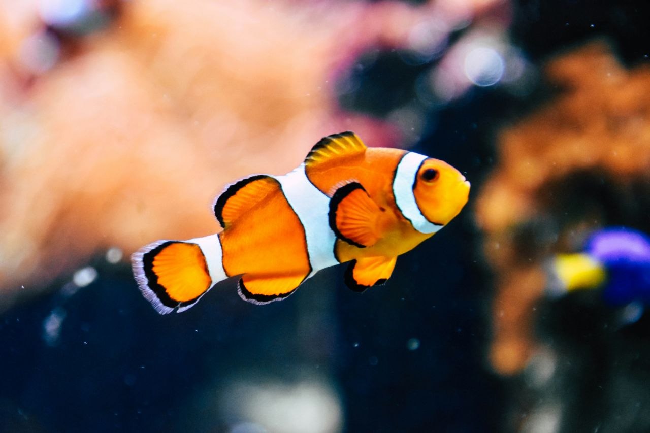 Peces - alimentación y accesorios